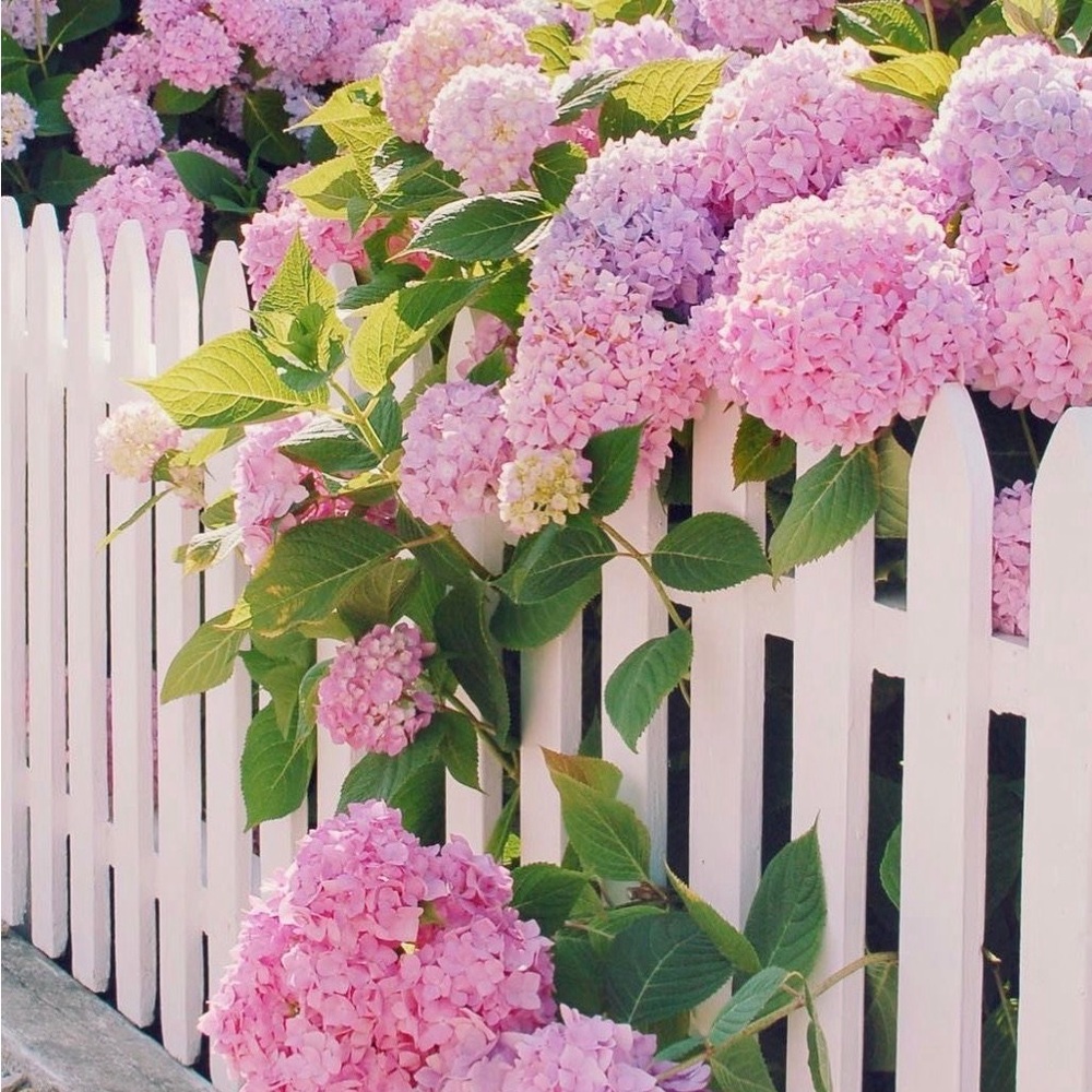 💓Welcome to my closest!💓Wildernest💓🍃